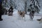 Dogs carrying sleds in winter. Seasonal transportation. Winter outdoor activity. Much snow. Pets work Hard.