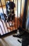 Dogs cat gate pets house tabby collie boston terrier domestic vet