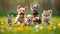 Dogs and cats frolic together in a sunny field of dandelions.