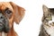 Dogs and cats. half of muzzle close up portrait