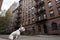 Dogs and cats living in city apartments, enjoying time alone.generative AI