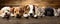 Dogs and Cats, peeking over the clear wooden top line, petshop banner, happy, smile, funny. Generative AI weber.