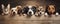 Dogs and Cats, peeking over the clear wooden top line, petshop banner, happy, smile, funny. Generative AI weber.