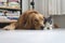 Dogs and cats snuggle together