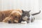 Dogs and cats snuggle together