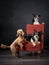 Dogs in the chair. Retro picture with pets. border collie and poodle on a red chair