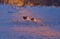 Dogs chasing in the snow fields