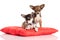 Dogs chihuahua isolated on white background