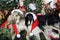 Dogs with christmas greetings