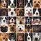 Dogs collage