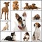 Dogs collage