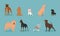 Dogs collection. Vector illustration of funny different breeds dogs in trendy flat style. Cute small and big pets.