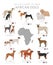 Dogs by country of origin. African dog breeds. Shepherds, hunting, herding, toy, working and service dogs  set