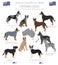 Dogs by country of origin. Australian dog breeds. Shepherds, hunting, herding, toy, working and service dogs  set