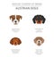 Dogs by country of origin. Austrian dog breeds. Infographic temp