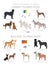 Dogs by country of origin. Canary and Balearic islands dog breeds. Shepherds, hunting, herding, toy, working and service dogs  set