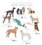 Dogs by country of origin. Central American dog breeds. Shepherds, hunting, herding, toy, working and service dogs  set