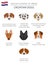 Dogs by country of origin. Croatian dog breeds. Infographic temp