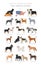 Dogs by country of origin. Dog breeds from the United states of America. Shepherds, hunting, herding, toy, working and service