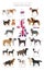 Dogs by country of origin. English dog breeds. Shepherds, hunting, herding, toy, working and service dogs  set