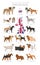 Dogs by country of origin. English dog breeds. Shepherds, hunting, herding, toy, working and service dogs  set