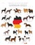 Dogs by country of origin. German dog breeds. Shepherds, hunting, herding, toy, working and service dogs  set