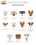 Dogs by country of origin. Indian dog breeds. Infographic template