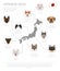 Dogs by country of origin. Japanese dog breeds. Infographic temp