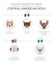 Dogs by country of origin. Latin american dog breeds. Infographic template