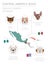 Dogs by country of origin. Latin american dog breeds. Infographic template