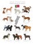 Dogs by country of origin. Portugal dog breeds. Shepherds, hunting, herding, toy, working and service dogs  set