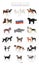 Dogs by country of origin. Russian dog breeds. Shepherds, hunting, herding, toy, working and service dogs  set