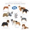 Dogs by country of origin. Scottish dog breeds. Shepherds, hunting, herding, toy, working and service dogs  set