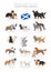 Dogs by country of origin. Scottish dog breeds. Shepherds, hunting, herding, toy, working and service dogs  set