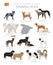 Dogs by country of origin. Spanish dog breeds. Shepherds, hunting, herding, toy, working and service dogs  set