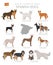 Dogs by country of origin. Spanish dog breeds. Shepherds, hunting, herding, toy, working and service dogs  set