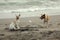 Dogs Couple In Batuhiu Beach
