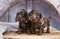 Dogs dachshunds puppy on blue background, dog portrai