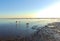 Dogs on dawn beach