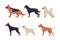 Dogs of different breeds set. Side view of purebred pet animals, german shepherd, poodle, doberman cartoon vector