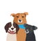 Dogs Of Different Breeds Vector. Three Funny Dogs Illustration.