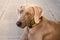 Dogs doggy breed weimaraner pet