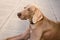 Dogs doggy breed weimaraner pet