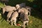 Dogs doggy breed weimaraner pet animals