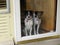 Dogs at the door