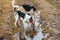 Dogs drinking in puddle on field. cloudy day