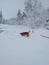 Dogs exploring in the snow