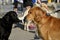 Dogs eye each other before a race