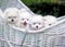 Dogs: Family Spitz, puppies Four centered