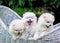 Dogs: Family Spitz, puppies Three centered